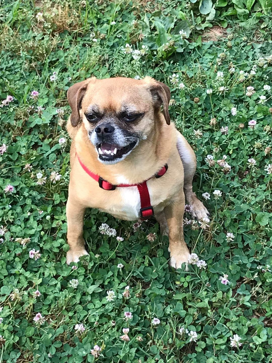 Cujo